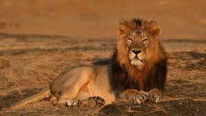 Explore Somnath Gir Diu Tour Package To See Wonders Of Gujarat